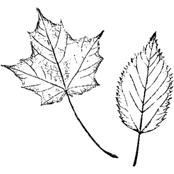 Symbol 117 Symbol 117