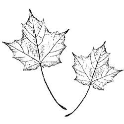 Symbol 127 Symbol 127